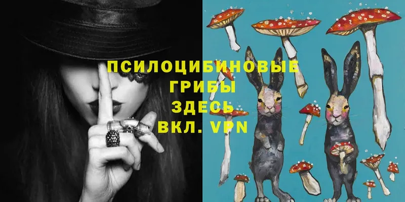 Галлюциногенные грибы Psilocybe  Лысково 